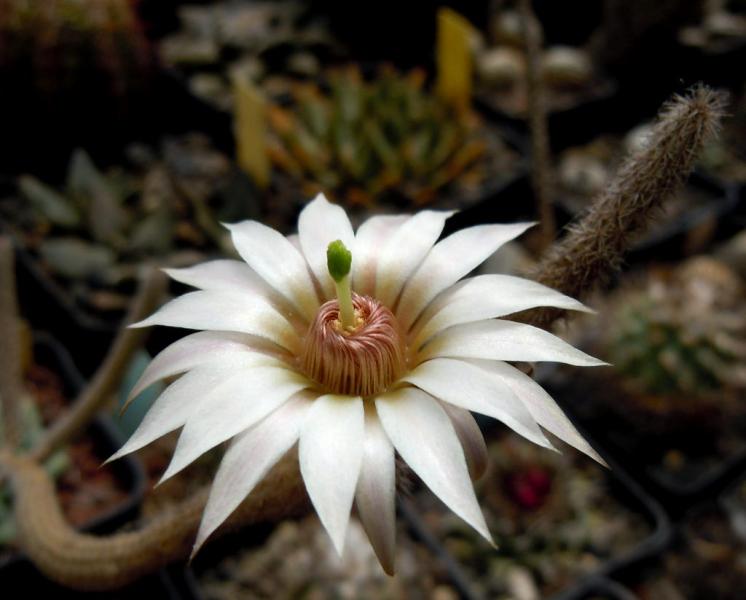 echinocereus leucanthus.JPG