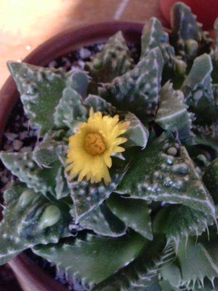 Faucaria tuberculosa