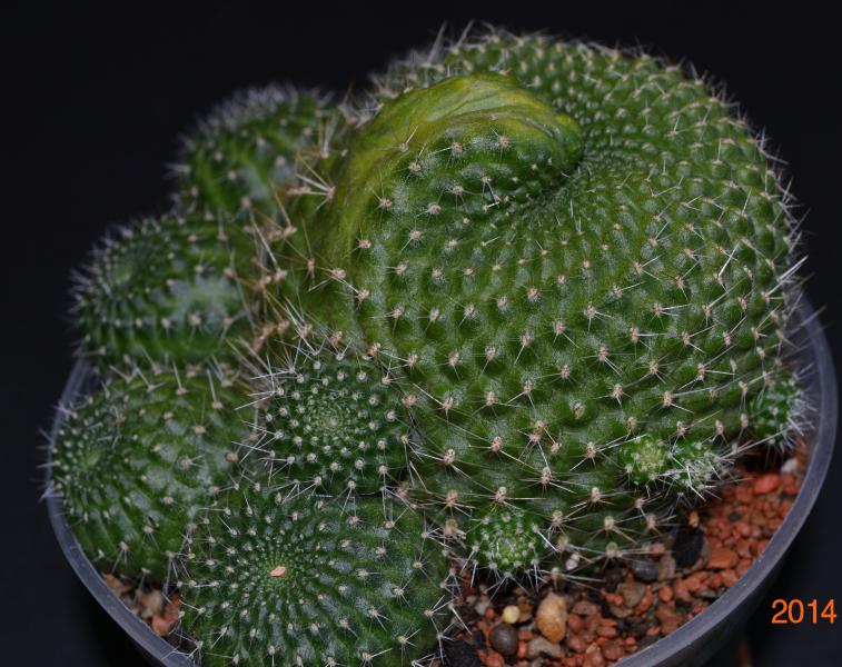 Rebutia marsoneri