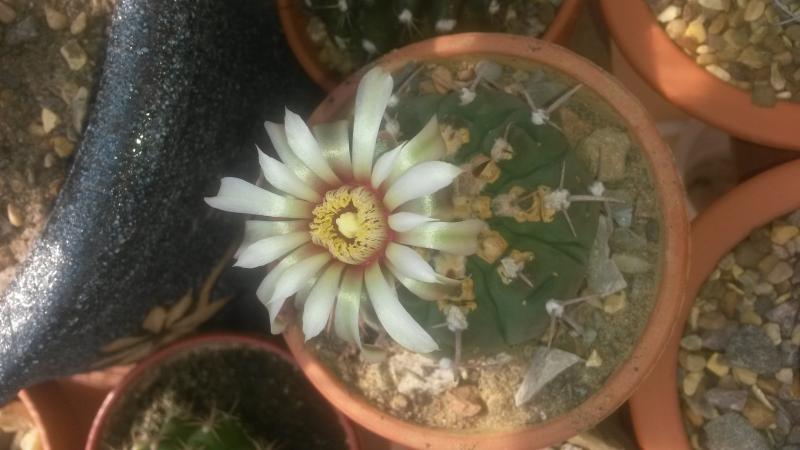 More gymnocalycium vatteri flowers