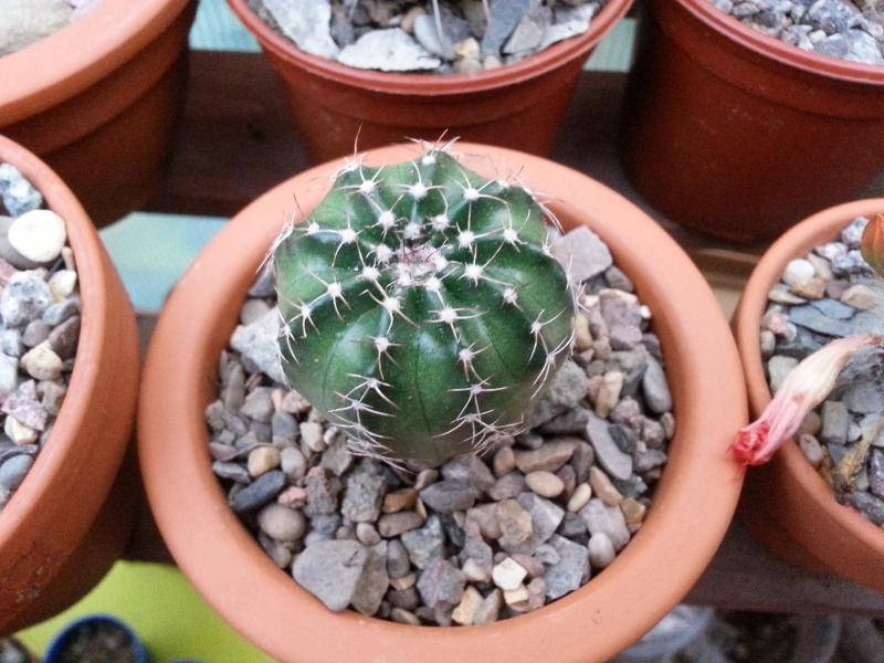 New addition echinocereus pulchellus