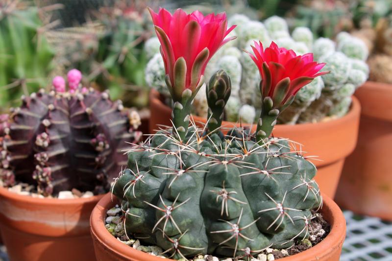 Gymnocalycium baldianum.jpg