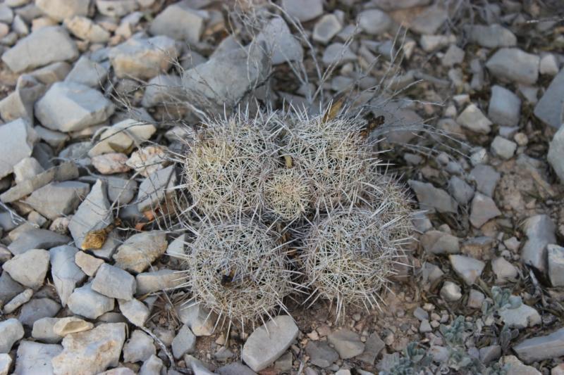 Coryphantha echinus