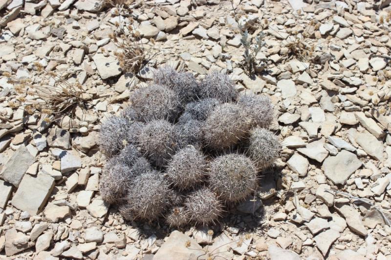 Coryphantha echinus