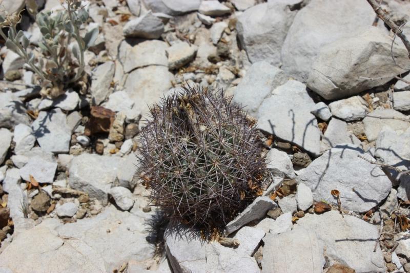 Is this Echinomastus mariposensis or warnockii?