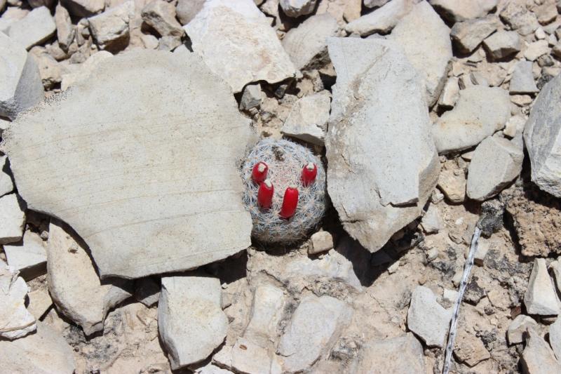 Mammillaria lasiacantha