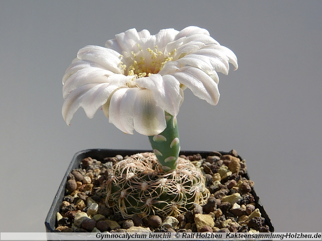 270_Gymnocalycium_bruchii.JPG