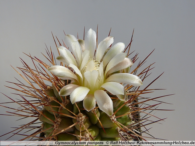 277_Gymnocalycium_pungens.JPG