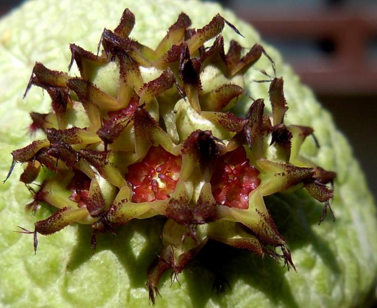 pseudolithos migiurtinus flower close up.JPG