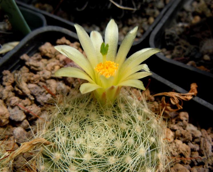 mammillaria heidiae.JPG