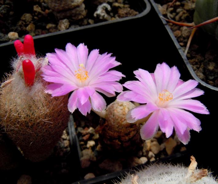 mammillaria theresae.JPG