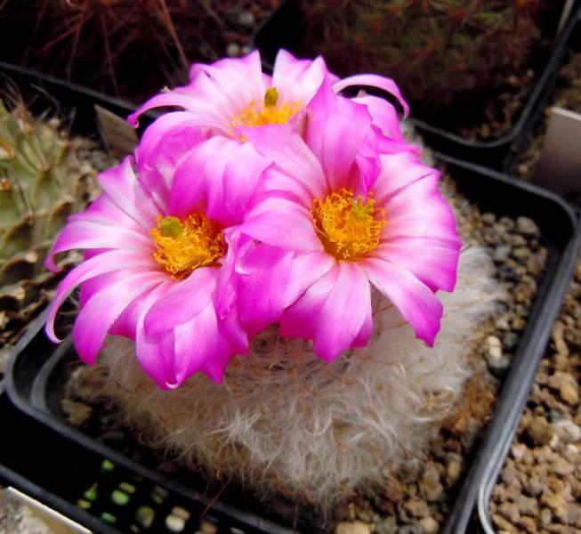 mammillaria guelzowiana.JPG