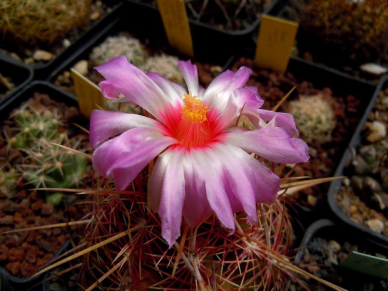 thelocactus bicolor schottii.JPG