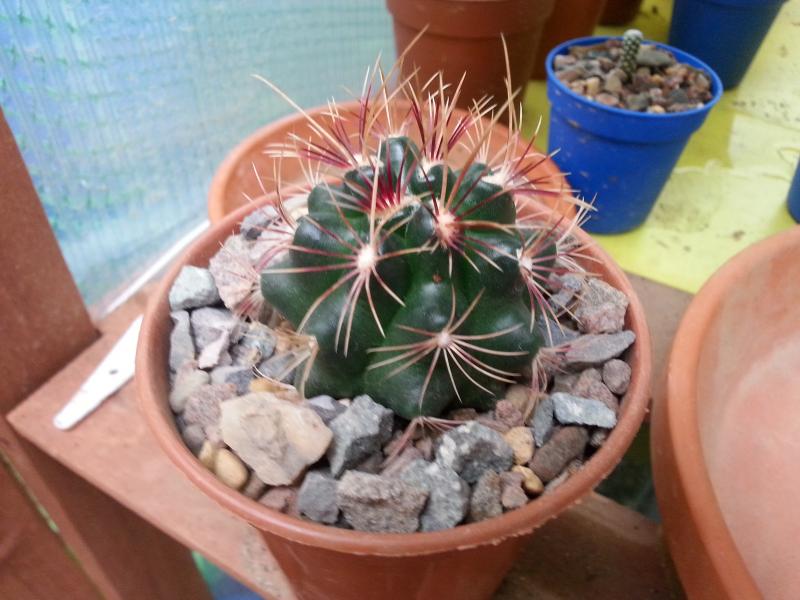 Thelocactus bicolor