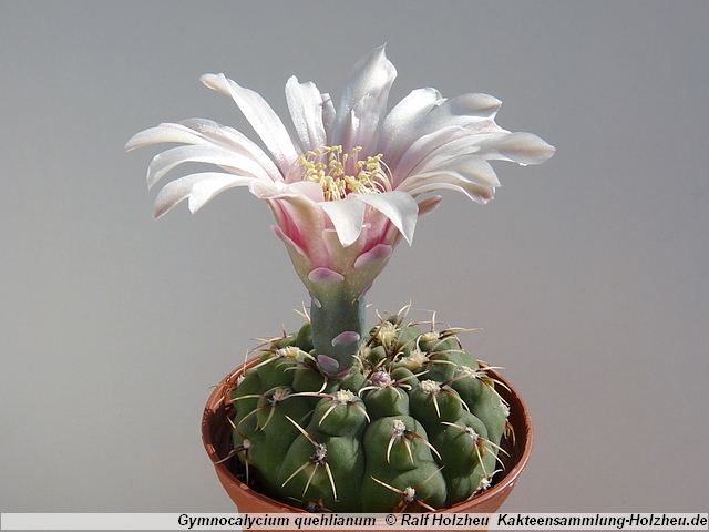 280_Gymnocalycium_quehlianum.JPG