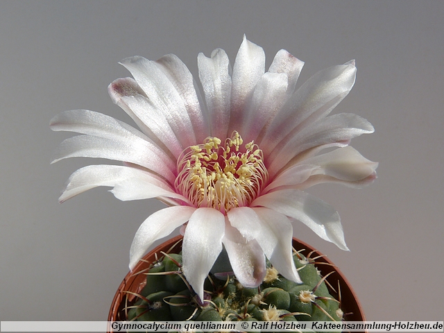 281_Gymnocalycium_quehlianum.JPG