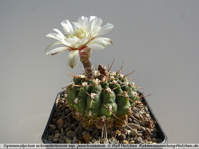 284_Gymnocalycium_schroederianum_ssp._paucicostatum.JPG