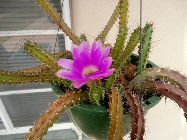 Echinocereus pentalophus