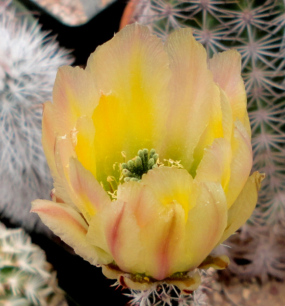 Echinocereus pectinatus ctenoides HK1131