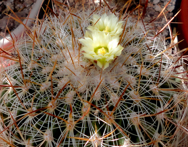 echinofossulocactus vaupelianus