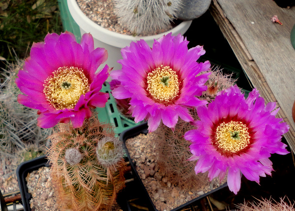 Echinocereus baileyi