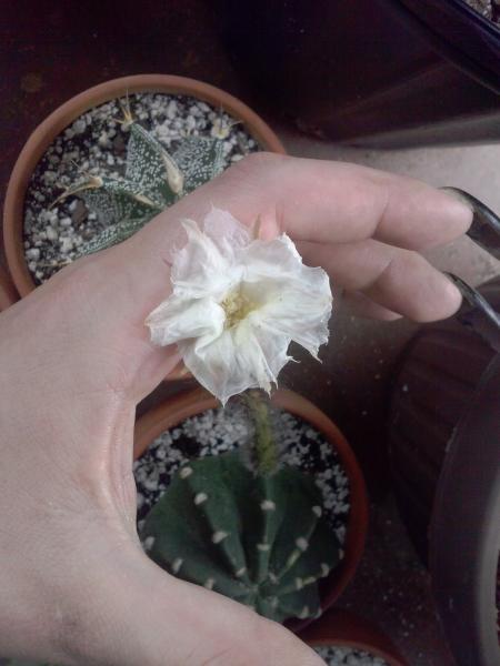 After he squished it before it actually bloomed