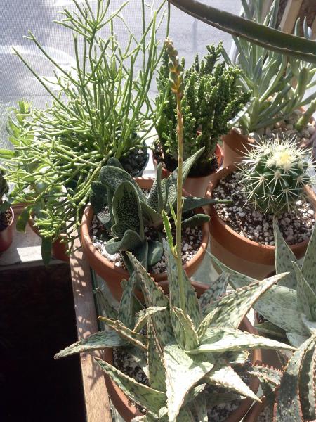 Aloe budding