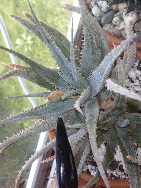 Jacobson aloe budding out, can't wait to see this one open i luv the look of this aloe