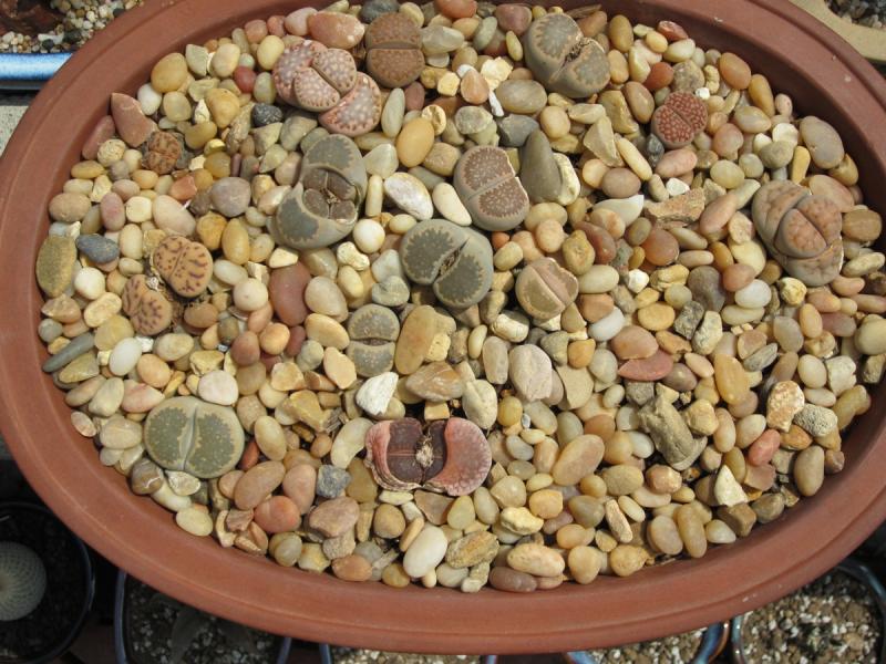 Lithops small.JPG