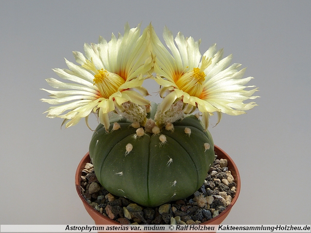 288_Astrophytum_asterias_var._nudum.JPG