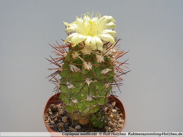 290_Copiapoa_mollicula.JPG