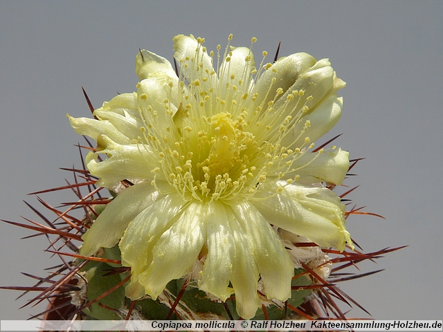 291_Copiapoa_mollicula.JPG