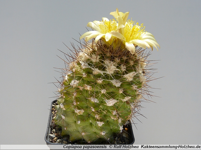 292_Copiapoa_papasoensis.JPG