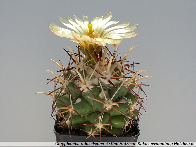 294_Coryphantha_robustispina.JPG