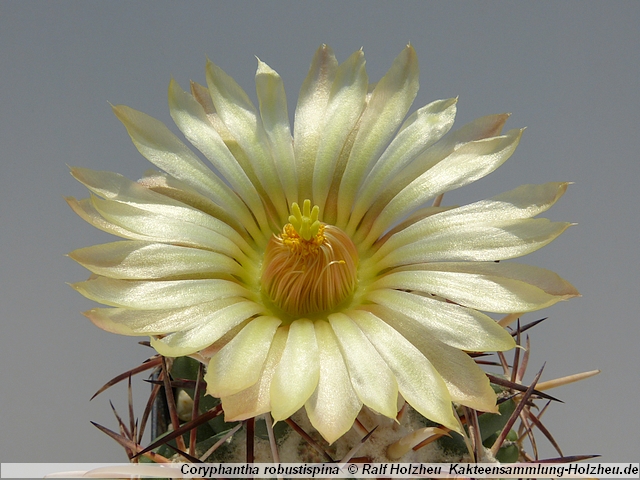 295_Coryphantha_robustispina.JPG