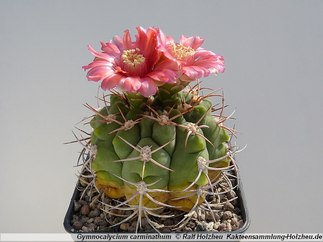 296_Gymnocalycium_carminathum.JPG