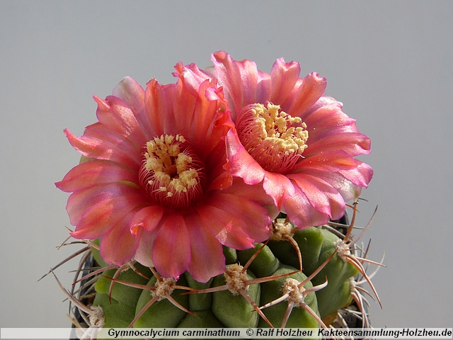 297_Gymnocalycium_carminathum.JPG