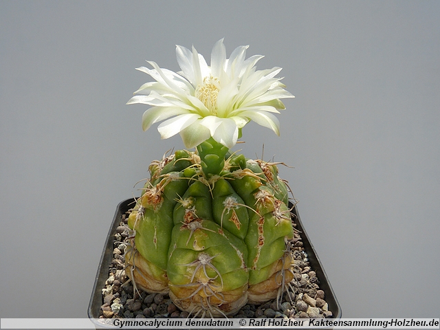 298_Gymnocalycium_denudatum.JPG