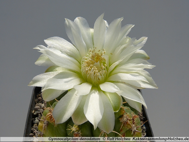 299_Gymnocalycium_denudatum.JPG