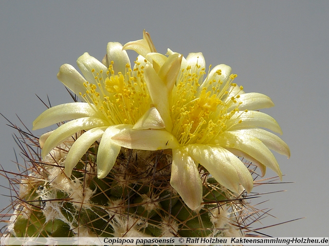 293_Copiapoa_papasoensis.JPG