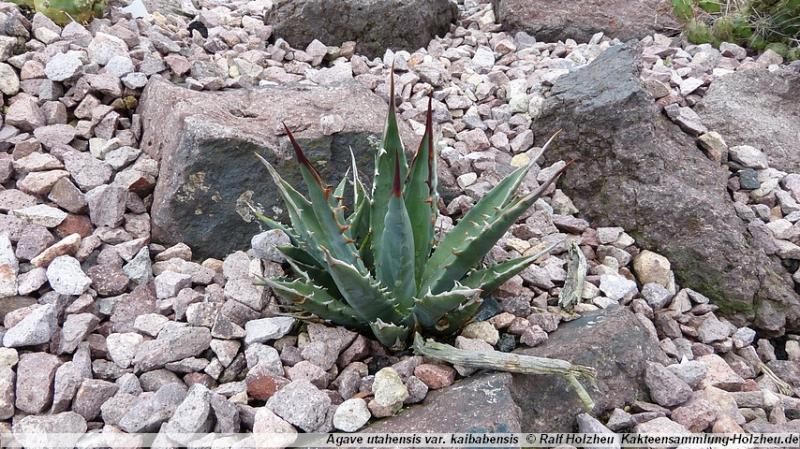 300_Agave_utahensis_var._kaibabensis.JPG