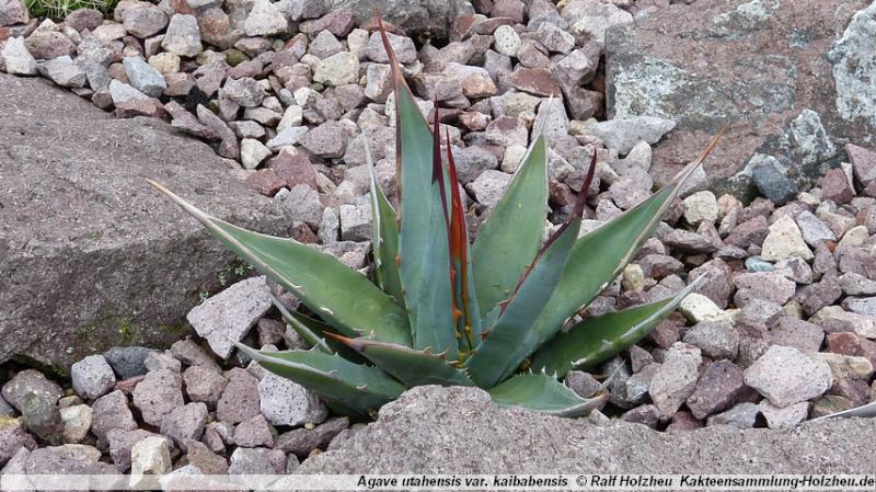 301_Agave_utahensis_var._kaibabensis.JPG