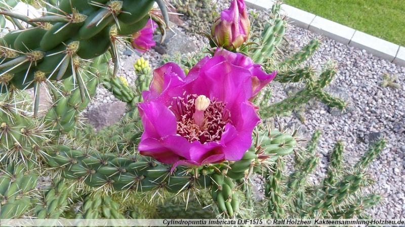 302_Cylindropuntia_imbricata_DJF1575.JPG