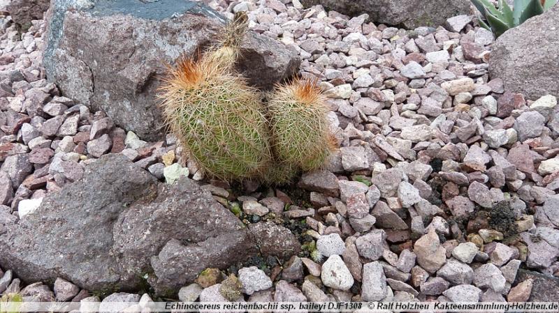 303_Echinocereus_reichenbachii_ssp._baileyi_DJF1308.JPG