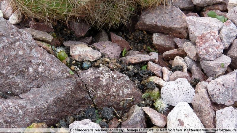 304_Echinocereus_reichenbachii_ssp._baileyi_DJF1308.JPG