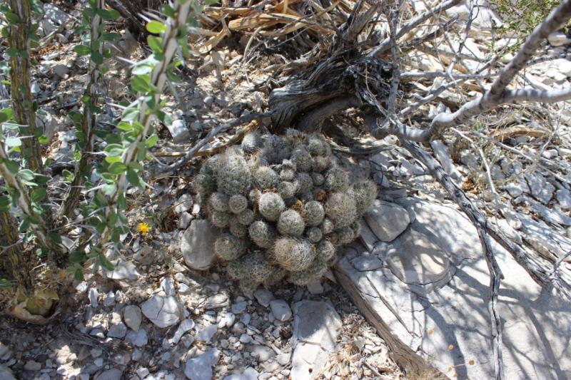 Coryphantha tuberculosa