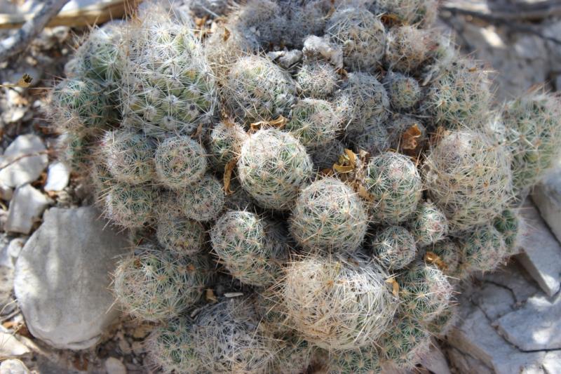 Coryphantha tuberculosa