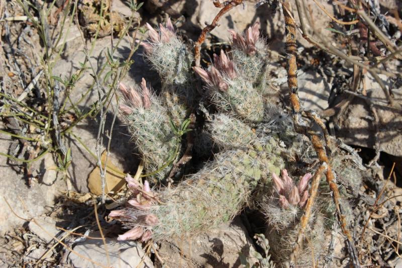 Coryphantha tuberculosa