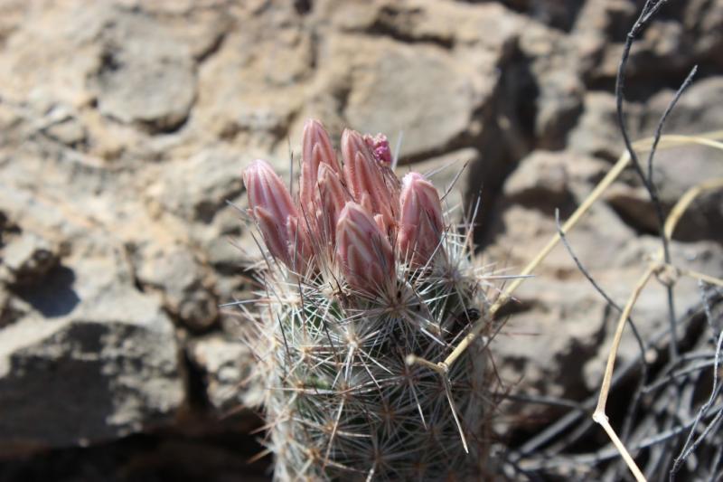 Coryphantha tuberculosa