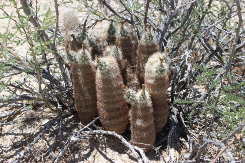 Echinocereus dasyacanthus